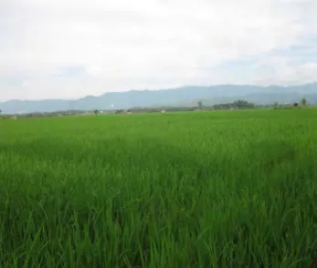 Gambar 3. Wawancara dengan Narasumber di Dinas Pertanian   Gambar 4. Kondisi irigasi di Cianjur 