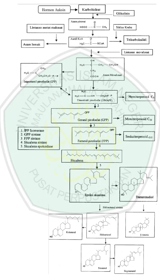 Gambar 2.6.3 Biosintesis sitosterol dan stigmasterol  (Darwati,2008) 