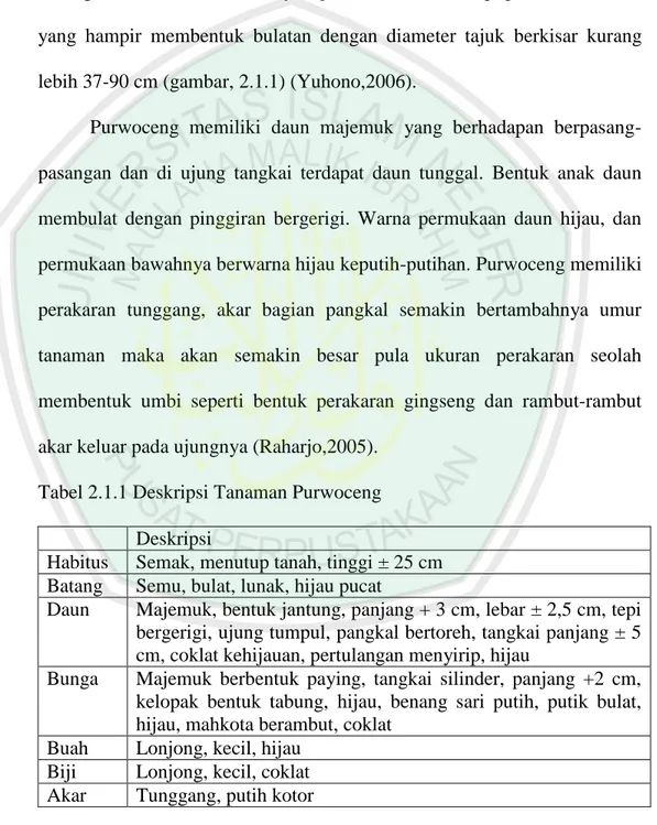 Tabel 2.1.1 Deskripsi Tanaman Purwoceng  Deskripsi 
