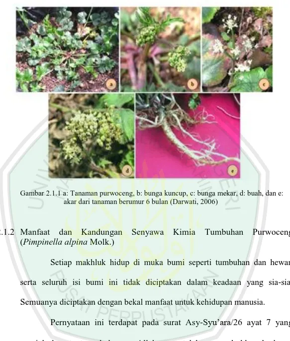 Gambar 2.1.1 a: Tanaman purwoceng, b: bunga kuncup, c: bunga mekar, d: buah, dan e:  akar dari tanaman berumur 6 bulan (Darwati, 2006) 