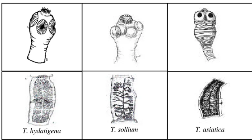 Gambar 1  Morfologi skoleks (atas) dan proglotid gravid (bawah) dari                           T