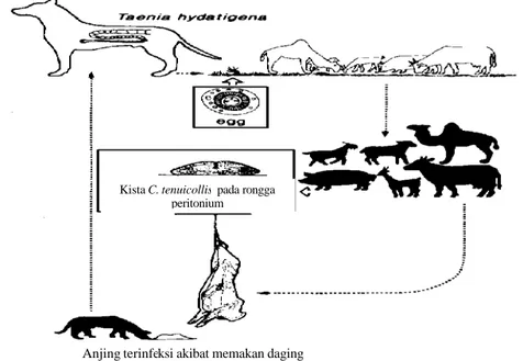 Gambar 2  Daur hidup Taenia hydatigena (Anonim  2008). Kista C. tenuicollis  pada rongga 