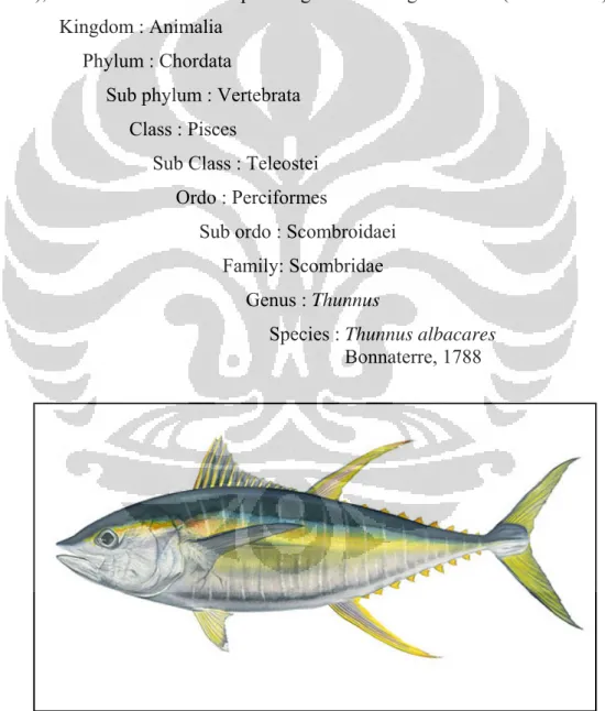 Gambar 2.1. Ikan Tuna sirip kuning, madidihang,  yellowfin tuna, Thunnus  