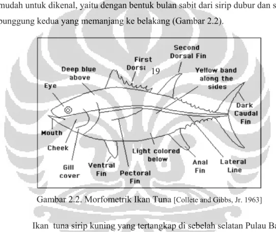 Gambar 2.2. Morfometrik Ikan Tuna  [Collete and Gibbs, Jr. 1963]