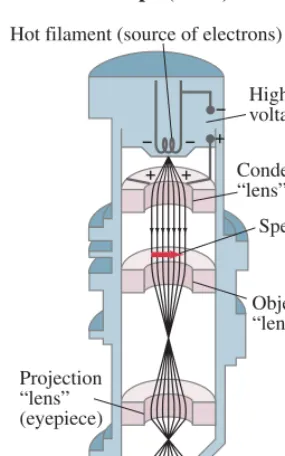 FIGURE 27–15 Scanning electronmicroscope. Scanning coils move anelectron beam back and forth acrossthe specimen