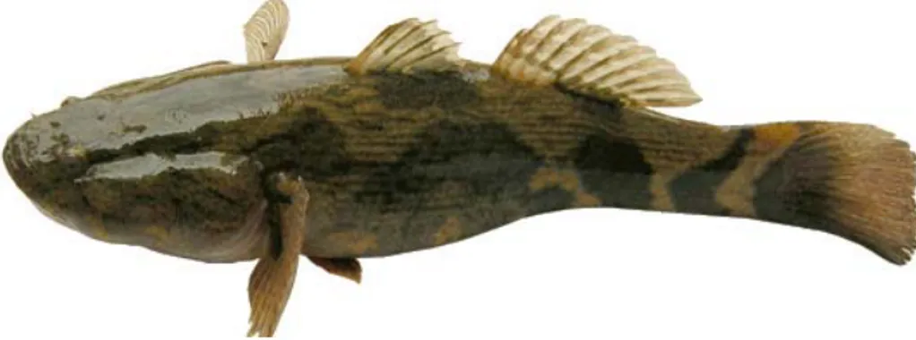 Gambar 1. Bentuk morfologi ikan betutu di Waduk Kedung Ombo, Propinsi Jawa Tengah