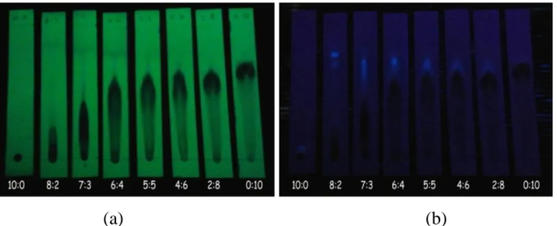 Gambar 1. Kromatogram fraksi VII dengan fase gerak kloroform-metanol di  bawah sinar UV 254 nm (a) dan 366 nm (b) 
