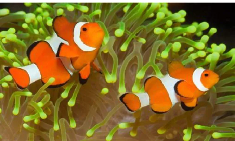 Gambar 1. Ikan badut (clownfish) 