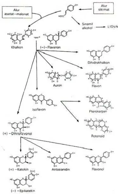 Gambar 2.1 Biosintesa hubungan antara jenis monomer flavonoida dari alur  