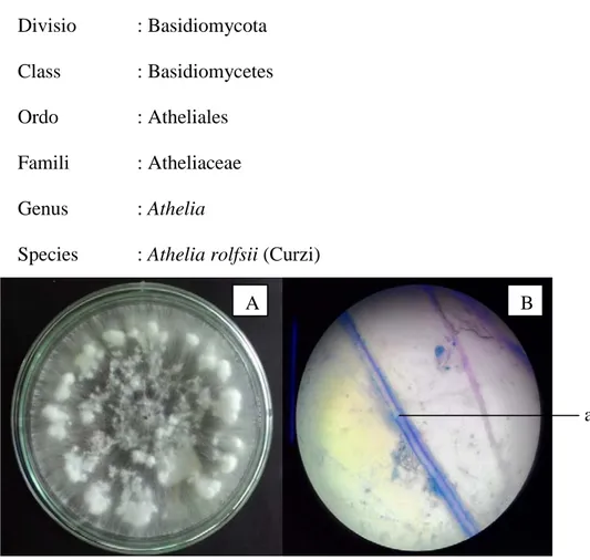 Gambar 1. (A) Biakan murni (B) Mikroskopis A.rolfsii (a) septa 