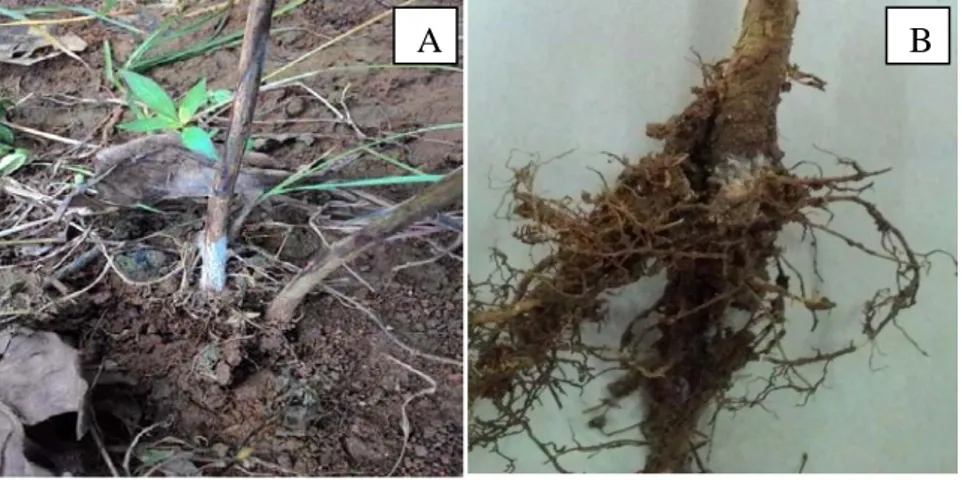 Gambar 2. (A) Gejala serangan S.rolfsii (B) Miselium pada pangkal    batang tanaman 