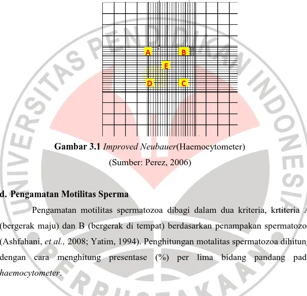 Gambar 3.1 Improved Neubauer(Haemocytometer) 