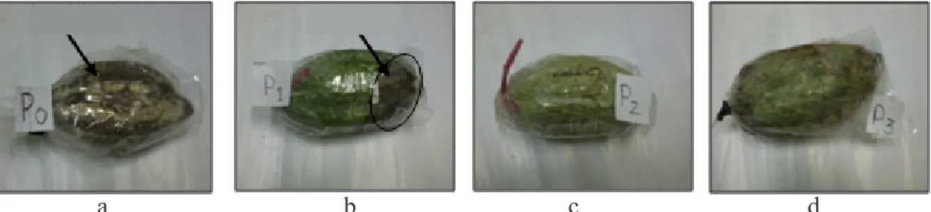 Gambar 2  Gejala busuk buah Phytophthora yang muncul setelah inkubasi selama 1 minggu di  laboratorium
