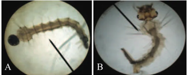 Gambar 2. Larva nyamuk yang mati: A: Aedes ae- ae-gypti pada hari ke-1; B: Larva Culex spp