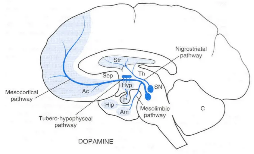 Gambar 1. Dopaminergic neuron