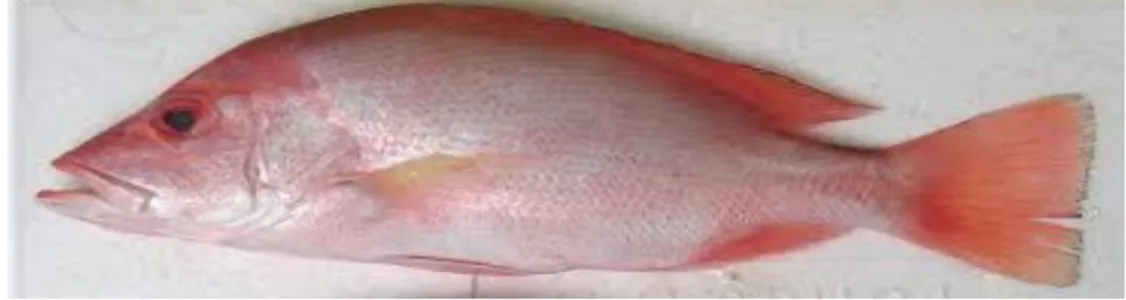 Gambar 2.1 Ikan kakap merah (Lutjanus sp.) 