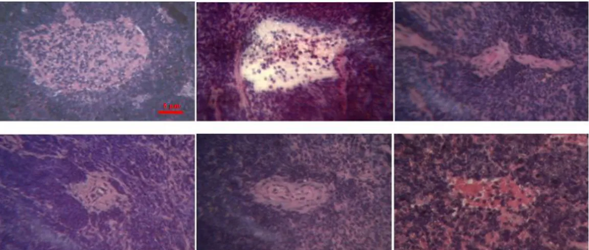 Gambar  1. Gambaran Histologi Pulau Langerhans mencit kontrol dan setelah perlakuan pemberian ekstrak 