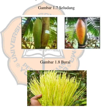 Gambar 1.7 Seludang 
