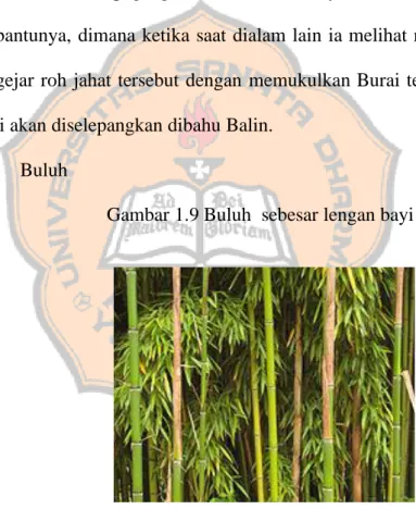 Gambar 1.9 Buluh  sebesar lengan bayi