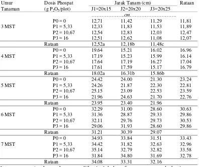 Tabel 1. Panjang tanaman (cm) bengkuang pada beberapa dosis phospat dan jarak tanam umur 3-7 MST 