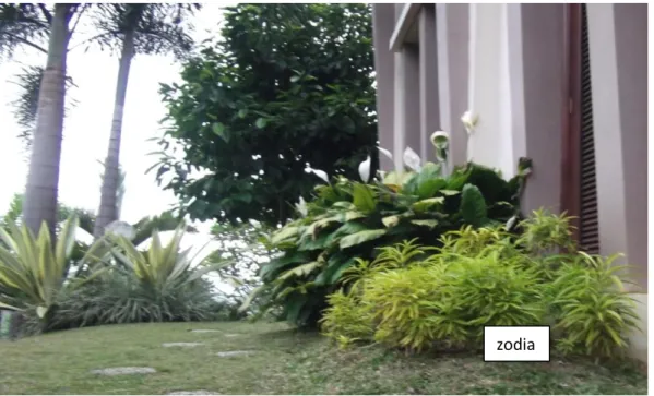 Gambar 3. Tanaman zodia di halaman rumah (outdoor plant)  zodia 