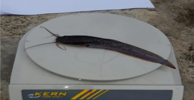 Gambar 2. Ikan lele sangkuriang (Clarias gariepinus) 