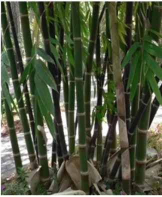 Gambar 3. Bambu Ater  (Sumber Foto: Edi Eskak, 2009).