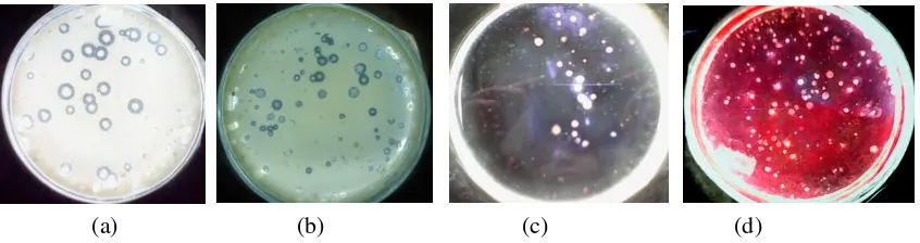 Gambar 1:  Keberadaan mikroflora alami pada saluran pencernaan sapi potong yang tumbuh  pada beberapa medium spesifik (a) SMA,  (b) (GPA yang dimodifikasi),  (c) APB, (d) Medium CMC Agar setelah inkubasi pada temperatur 37ºC
