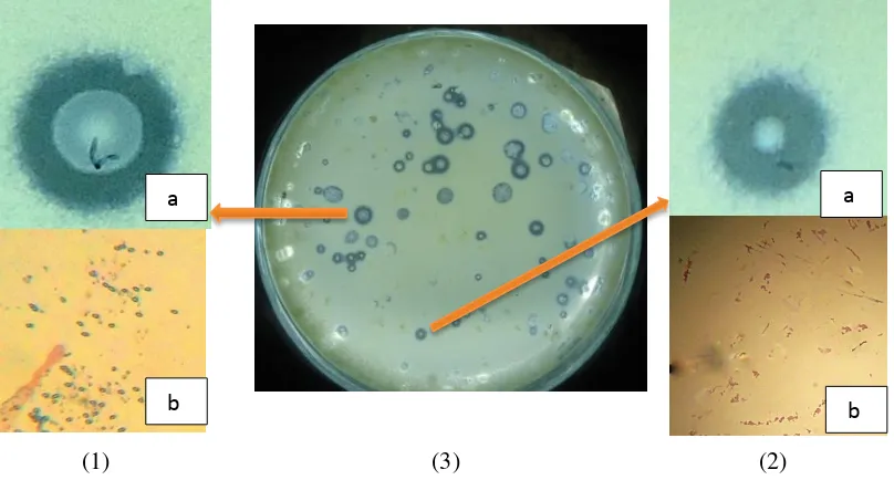 Gambar 2:  Isolat-isolat bakteri saluran pencernaan sapi potong (1.a) Makroskopis isolat IB,  (1.b) Mikroskopis isolat IB,  (2.a) Makroskopis isolat IK,      (2.b)Mikroskopis isolat IK,  (3) Keberadaan mikroflora alami saluran pencernaan sapi potong yang tumbuh pada media GPA yang dimodofikasi 