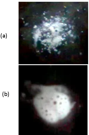 Gambar 3 :  Hasil uji katalase isolat bakteri alami saluran  pencernaan sapi potong (a) IK  dan (b) IB 