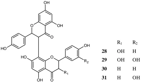 Gambar  7.  Senyawa  golongan  flavonoid  yang  berhasil  diisolasi  dari  daun  genus 