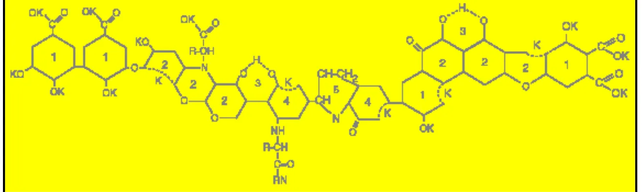 Gambar  1.Molekul  AH  Teroksidasi.    Struktur  Molekul  AH  secara  alami  Teroksidasi,  ditunjukkan  dari  Asterisasi,  menyebabkan  ia  bermuatan  negatif