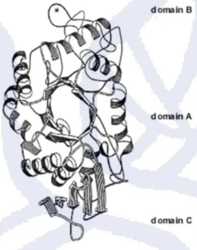 Gambar 2. 3 Stereokimia dari struktur α-amilase 