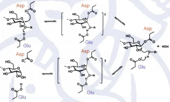 Gambar 2. 4 Mekanisme katalitik α-amilase 
