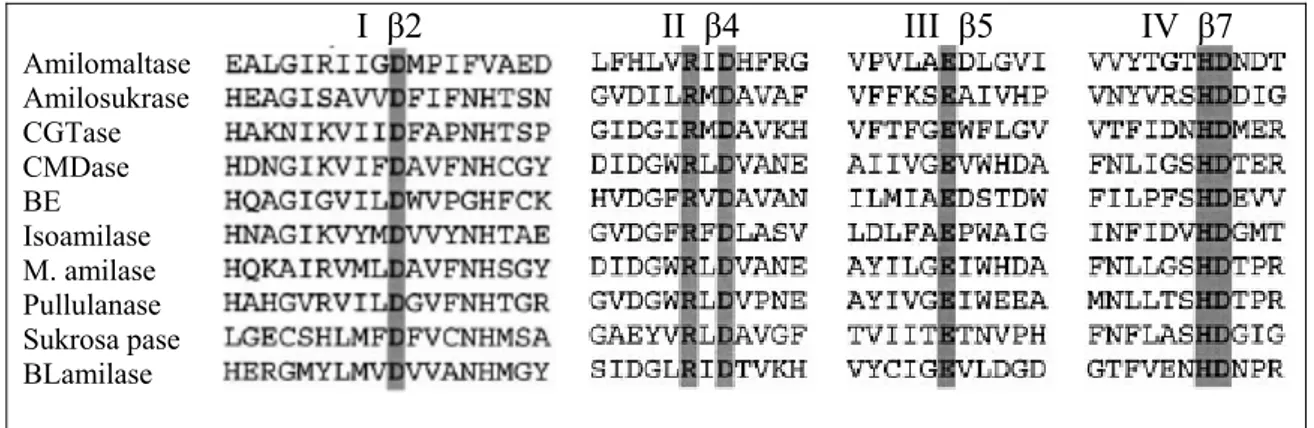 Tabel II.1. Empat daerah lestari dan berhubungan dengan β-sheets yang  ditemukan dalam urutan asam amino enzim keluarga α-amilase