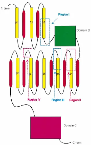 Gambar II.4 Diagram topologi α-amilase (Nielsen et al., 2000). 