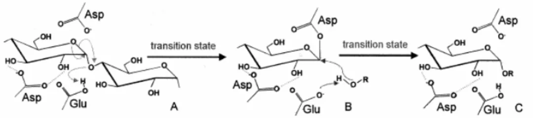 Gambar II.5 Mekanisme double displacement dan pembentukan intermediet  kovalen dengan mempertahankan aksi glikosilhidrolase