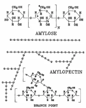 Gambar II.8 Komponen pati jagung (G adalah unit anhidroglukosa) (Swanson et  al., 1993)