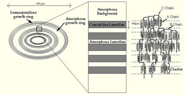 Gambar II.9 Struktur granula pati dengan bagian amorf dan semi-kristalin yang  membentuk cincin