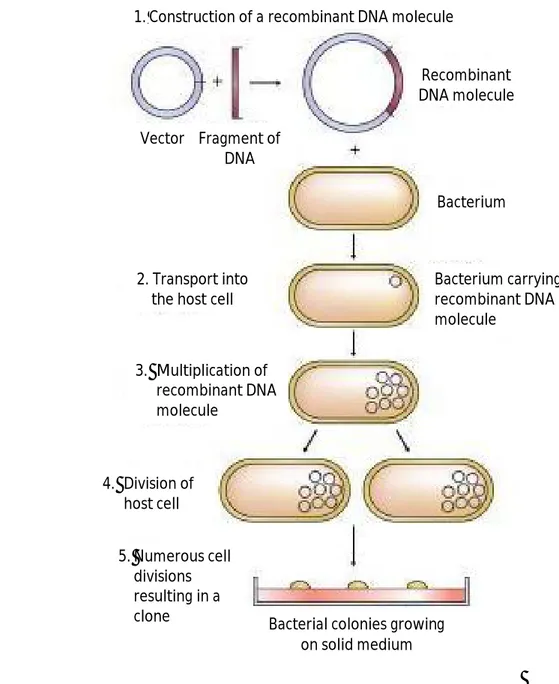 Gambar 8. Tahapan kloning gen (Brown, 2010) 1. Construction of a recombinant DNA molecule 