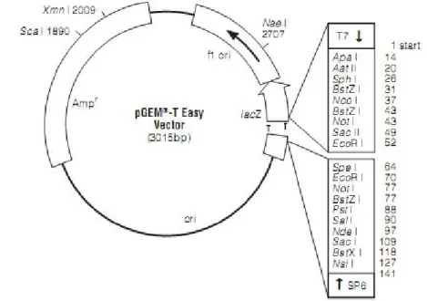 Gambar 9. Peta restriksi vektor pGEM-T Easy (Promega, 2009)  