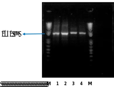 Gambar 14.   Hasil amplifikasi gen penyandi α-amilase A. niger dengan  RT-PCR.  Lajur  1-4  :  Pita  DNA  hasil  amplifikasi  gen  penyandi α-amilase A