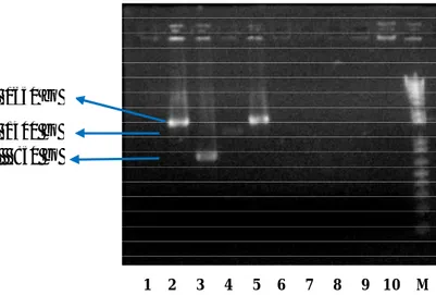 Gambar 17. Hasil PCR koloni E.coli yang diduga mengandung plasmid  rekombinan.  Lajur  2  dan  5  :  Koloni  yang  mengandung  plasmid  rekombinan