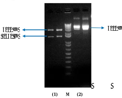 Gambar 19.  Profil  elektroforesis  pengujian  DNA  plasmid.  Lajur  1  merupakan  hasil  pemotongan  plasmid  pGEM-T  Easy  dan  gen α-amilase dengan enzim EcoRI