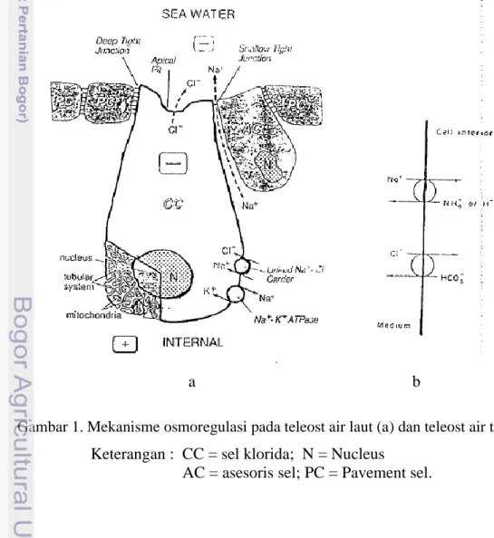 Gambar 1. Mekanisme osmoregulasi pada teleost air laut (a) dan teleost air tawar (b).  