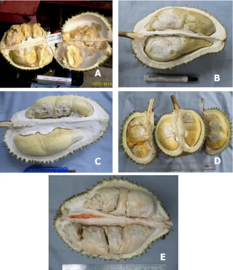 Gambar 3. Keragaan Buah Calon VUB Durian (A. Dairi, B. Slipi, C. Sambeng, D. 
