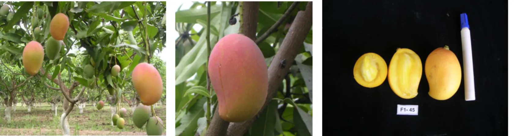 Gambar 1. Keragaan buah mangga Agri Gardina45