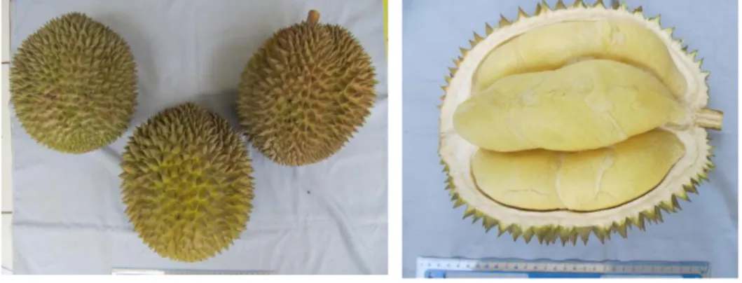 Gambar 1. Keragaan VUB durian Sambeng 