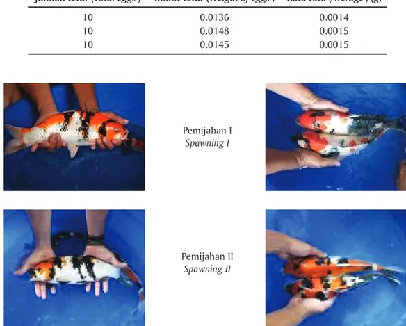 Gambar 3. Induk-induk ikan hias koi lokal yang digunakan untuk pemijahan I dan II strain  showa X showa