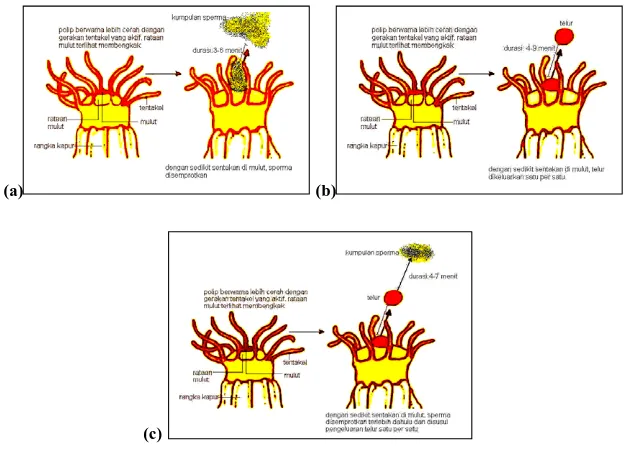 Gambar 3.  Ilustrasi ragam pola tingkah laku dari polip Pocillopora verrucosa dalam pemijahan: (a)  pelepasan sperma; (b) pelepasan telur; dan (c) pelepasan telur-sperma